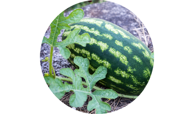 Imagem das Sementes de Melancia Comprida Fairfax da AgroJardim