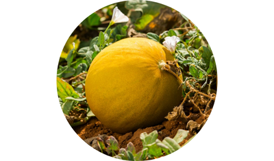 Imagem das Sementes de Melão Gaúcho Redondo Conesul da AgroJardim