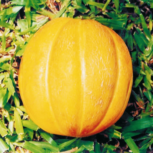 Imagem das Sementes de Melão Gaúcho Redondo Conesul da Feltrin no Ambiente da AgroJardim