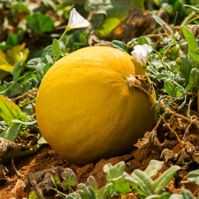 Imagem das Sementes de Melão Gaúcho Redondo Conesul da Feltrin no Ambiente da AgroJardim