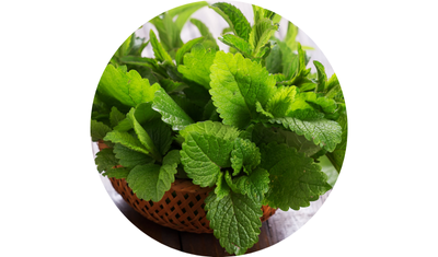 Imagem das Sementes de Melissa Erva Cidreira da AgroJardim