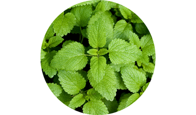 Imagem das Sementes de Melissa Erva Cidreira da AgroJardim