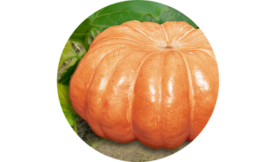 Imagem das Sementes de Moranga Exposi&ccedil;&atilde;o da AgroJardim