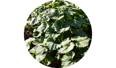 Imagem das Sementes de Moranga Exposi&ccedil;&atilde;o da AgroJardim