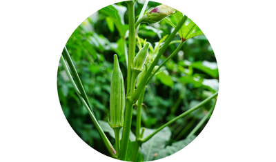 Imagem das Sementes de Quiabo Santa Cruz da AgroJardim