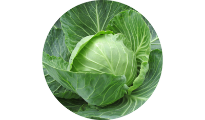 Imagem das Sementes de Repolho Verde 60 Dias da AgroJardim