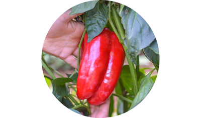 Imagem das Sementes de Piment&atilde;o Vermelho Rubi Gigante da AgroJardim