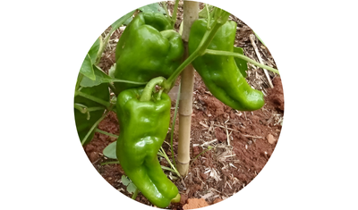 Imagem das Sementes de Piment&atilde;o Verde Casca Dura Ikeda da AgroJardim