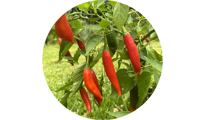 Imagem das Sementes de Pimenta Dedo de Mo&ccedil;a da AgroJardim