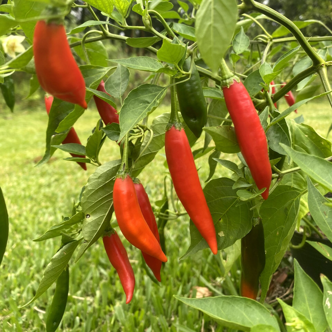 Imagem das Sementes de Pimenta Dedo de Moça da Feltrin no Ambiente da AgroJardim