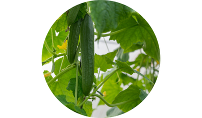 Imagem das Sementes de Pepino Salada Comprido Aodai da AgroJardim