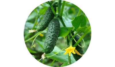 Imagem das Sementes de Pepino Conserva Pioneiro da AgroJardim