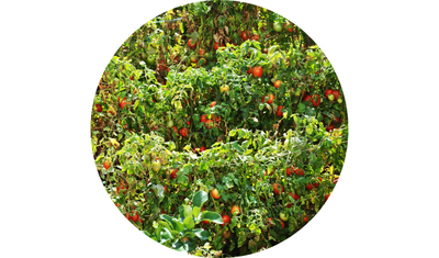 Imagem das Sementes de Tomate Saladete Bart&ocirc; da AgroJardim