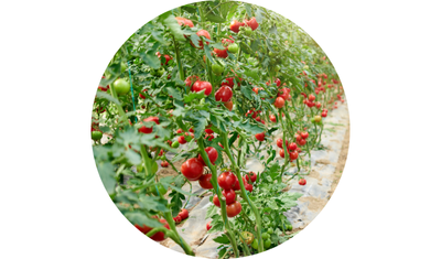 Imagem das Sementes de Tomate Salada Ga&uacute;cho Melhorado da AgroJardim