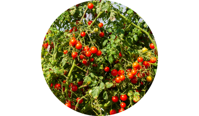 Imagem das Sementes de Tomate Cereja Vermelho Carolina da AgroJardim