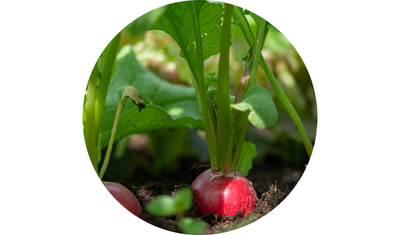 Imagem das Sementes de Rabanete Redondo Crimson Gigante da AgroJardim
