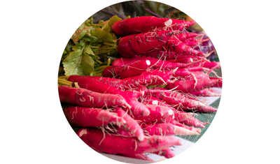 Imagem das Sementes de Rabanete Comprido Vermelho da AgroJardim