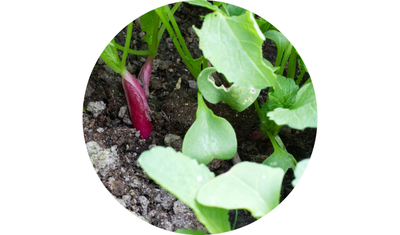 Imagem das Sementes de Rabanete Comprido Vermelho da AgroJardim