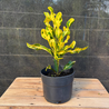 Imagem da Planta Cróton Mammy Yellow Green no Viveiro da AgroJardim