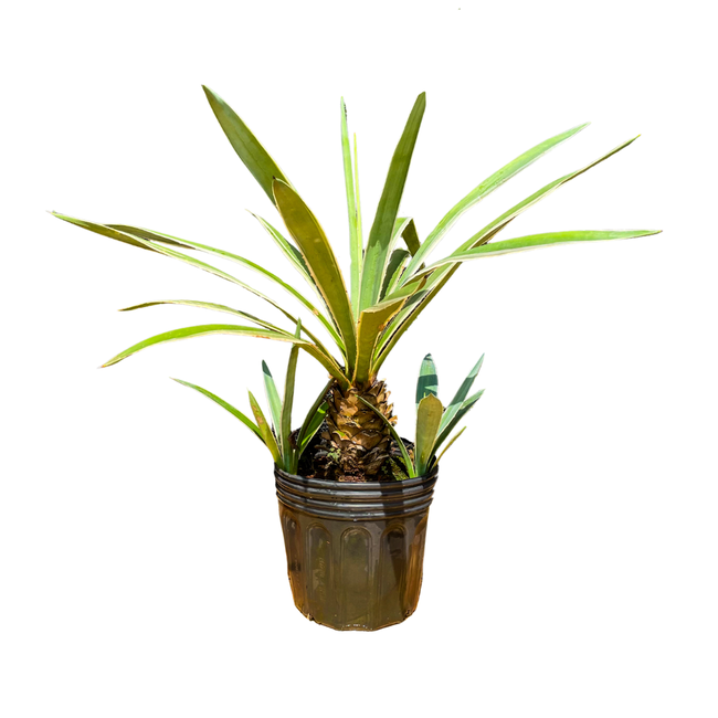 Imagem da Muda da Planta Agave Piteira do Caribe da AgroJardim