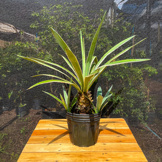 Imagem da Planta Agave Piteira do Caribe no Viveiro da AgroJardim