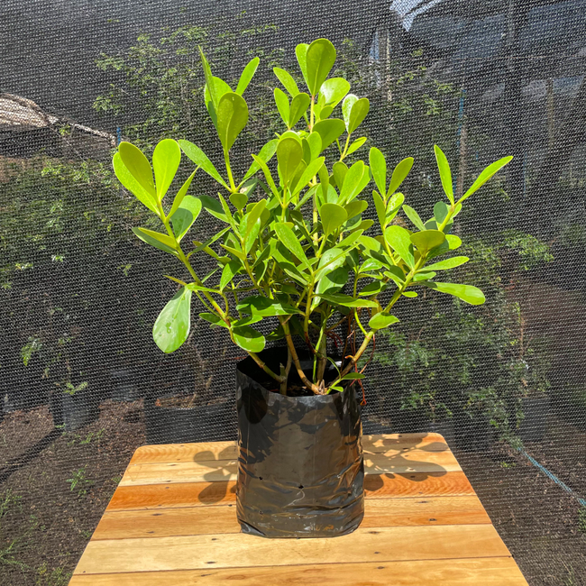 Imagem da Planta Clusia no Viveiro da AgroJardim