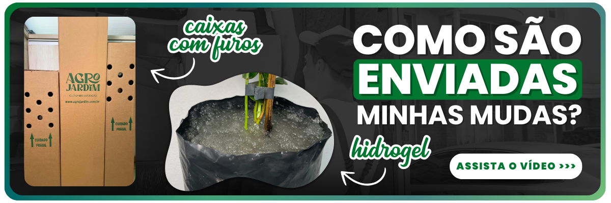 Imagem ilustrando como as mudas da Agrojardim são enviadas