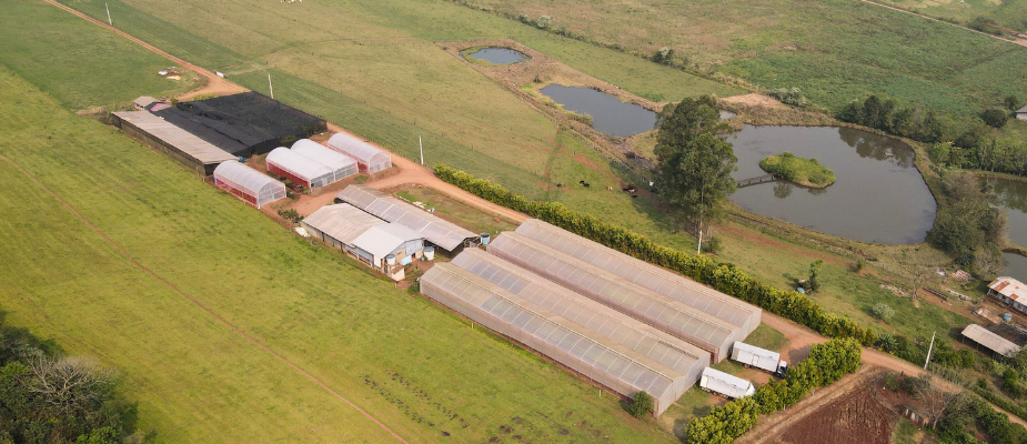 Como é Enviado as Mudas da AgroJardim