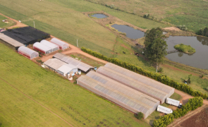 Imagem da Estrutura do Viveiro Como é Enviado Blog da AgroJardim