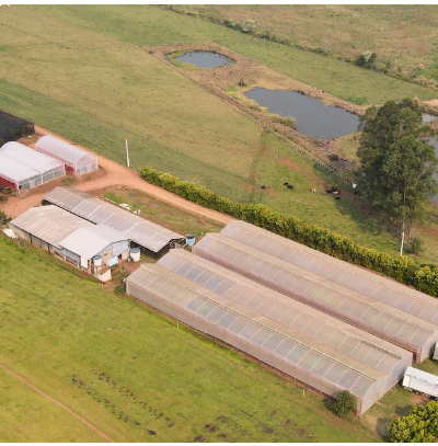 Imagem da Estrutura do Viveiro Como é Enviado Blog da AgroJardim