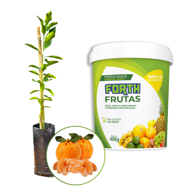 Imagem do Produto Muda de Ponkan + Forth Frutas da AgroJardim