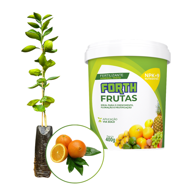 Muda Frutífera de Laranja Bahia Enxertada + Forth Frutas 400g