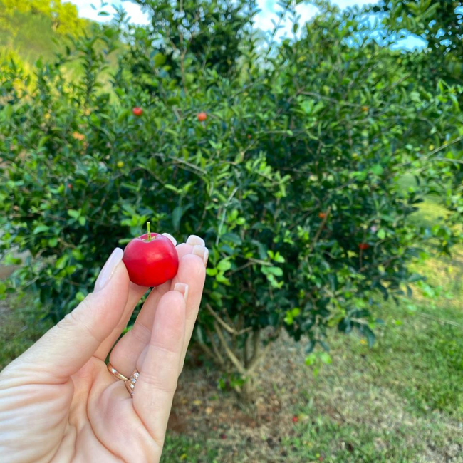 Imagem da Muda Frutífera de Acerola Produzindo da AgroJardim