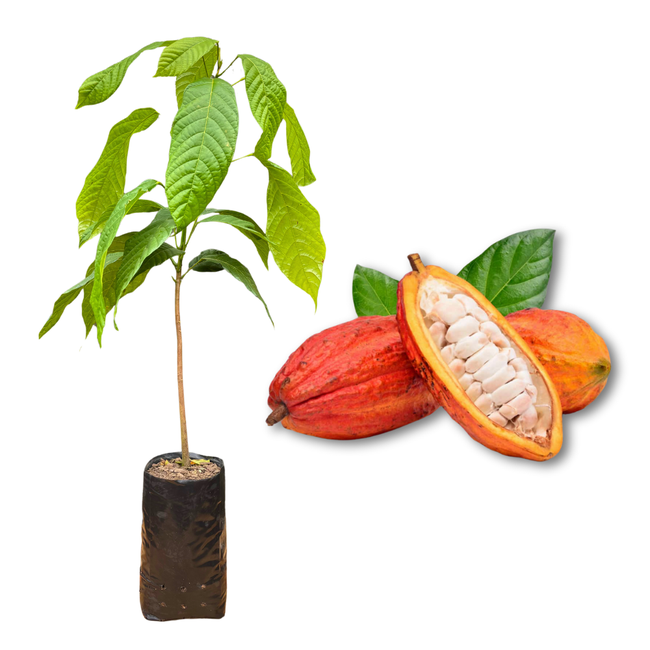 Imagem da Muda e Fruta do Cacau da AgroJardim