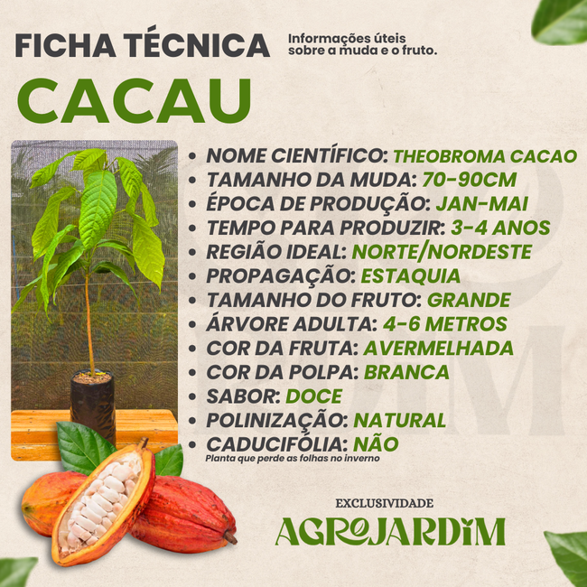 Imagem da Ficha Técnica da Muda de Cacau da AgroJardim