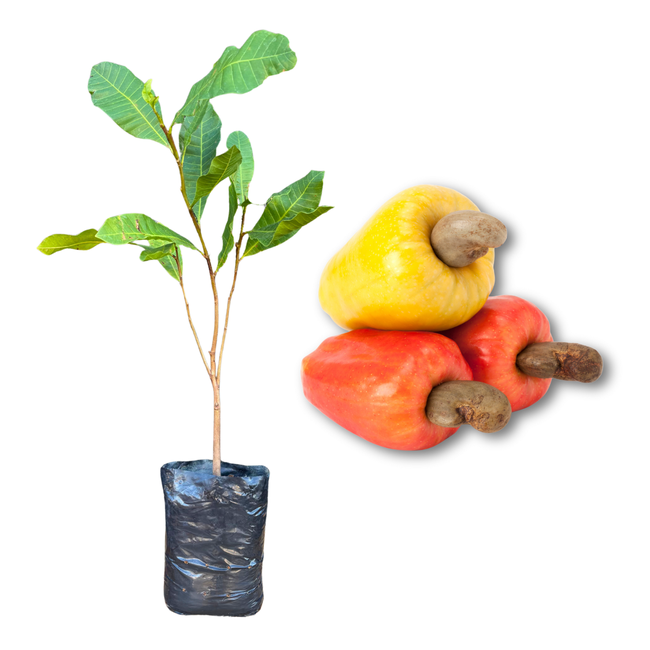 Imagem da Muda de Caju Muda e Fruto da AgroJardim