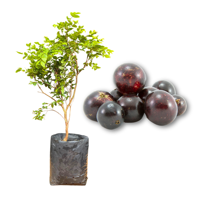 Imagem da Imagem da Muda de Jabuticaba Híbrida Pequena Muda e Fruto da AgroJardim