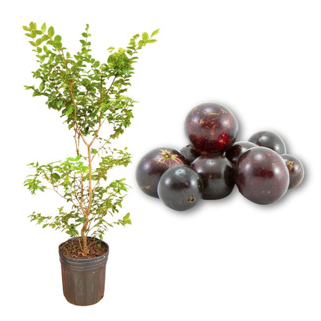 Imagem da Muda de Jabuticaba Híbrida Muda e Fruto da AgroJardim