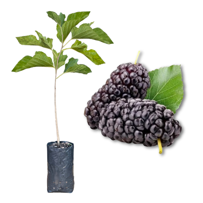 Imagem da Muda de Amora Preta Nativa Muda e Fruta da AgroJardim