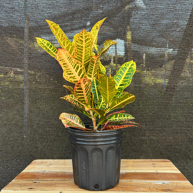 Imagem da Planta Cróton Europa no Viveiro da AgroJardim