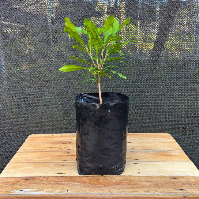 Imagem da Muda de Fruta do Milagre no Viveiro da AgroJardim