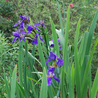 Imagem da Planta Iris Azul no Ambiente da AgroJardim