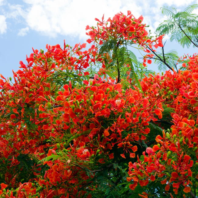 Imagem da Árvore da Planta Flamboyant da AgroJardim