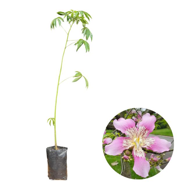 Imagem da Muda de Paineira Rosa Muda e Flor da AgroJardim