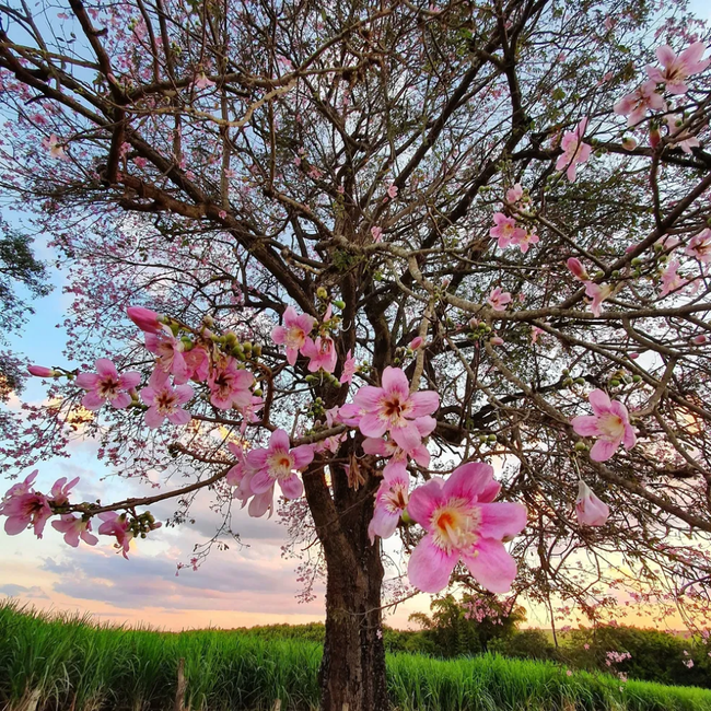 Imagem da Planta Paineira Rosa no Ambiente da AgroJardim