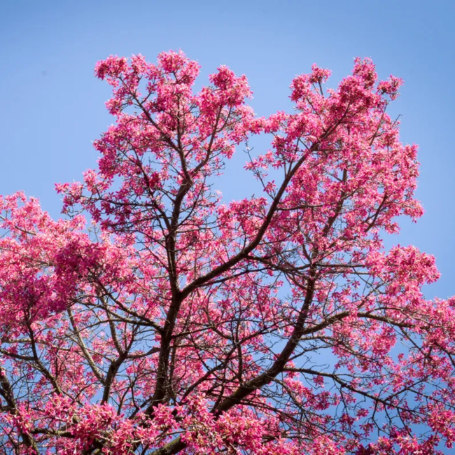 Imagem da Planta Paineira Rosa no Ambiente da AgroJardim