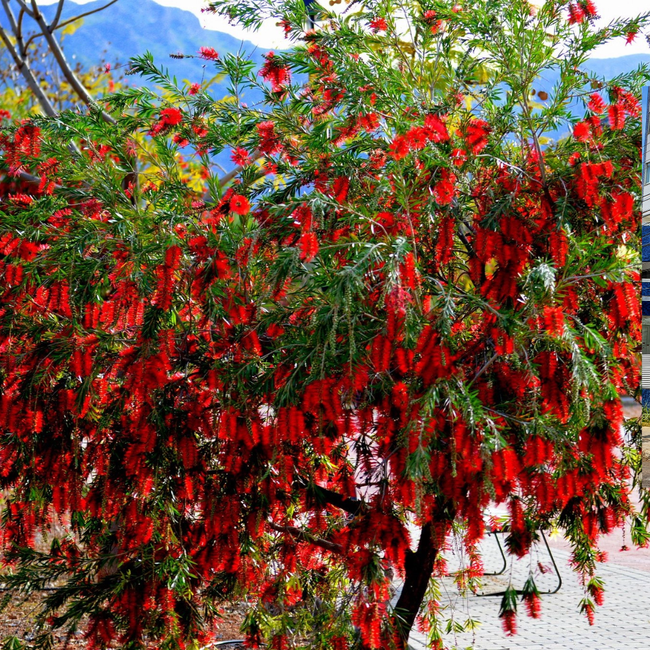 Imagem da Planta Calistemo Vermelho no Ambiente da AgroJardim
