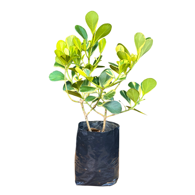 Imagem da Planta Clusia Variegata da AgroJardim