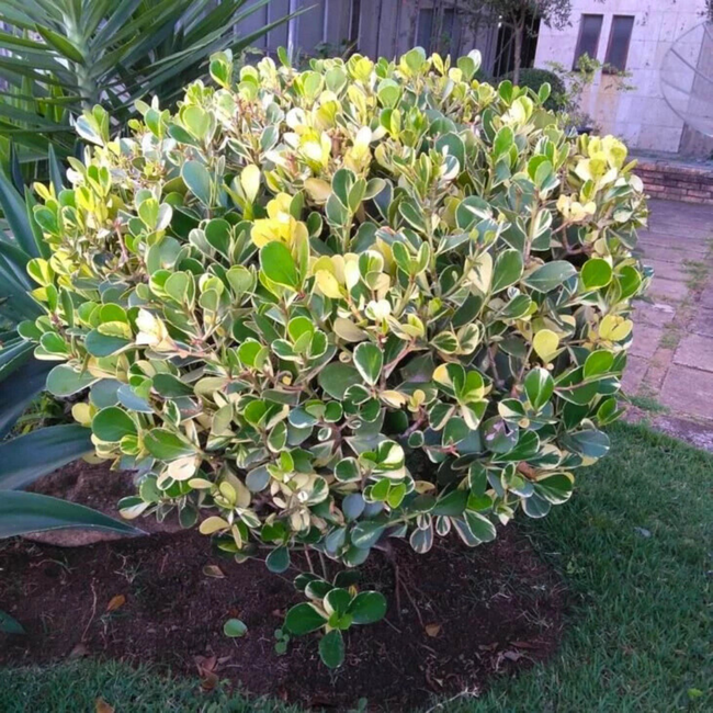 Imagem da Planta Clusia no Ambiente da AgroJardim