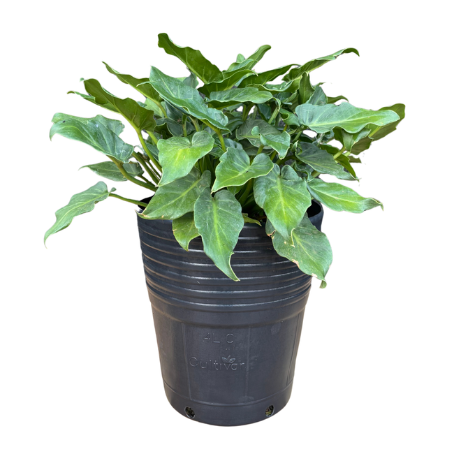 Imagem da Planta Filodendro Xanadu da AgroJardim